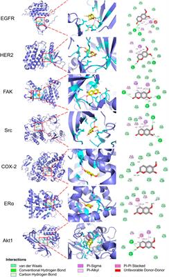 Umbelliferone and scopoletin target tyrosine kinases on fibroblast-like synoviocytes to block NF-κB signaling to combat rheumatoid arthritis